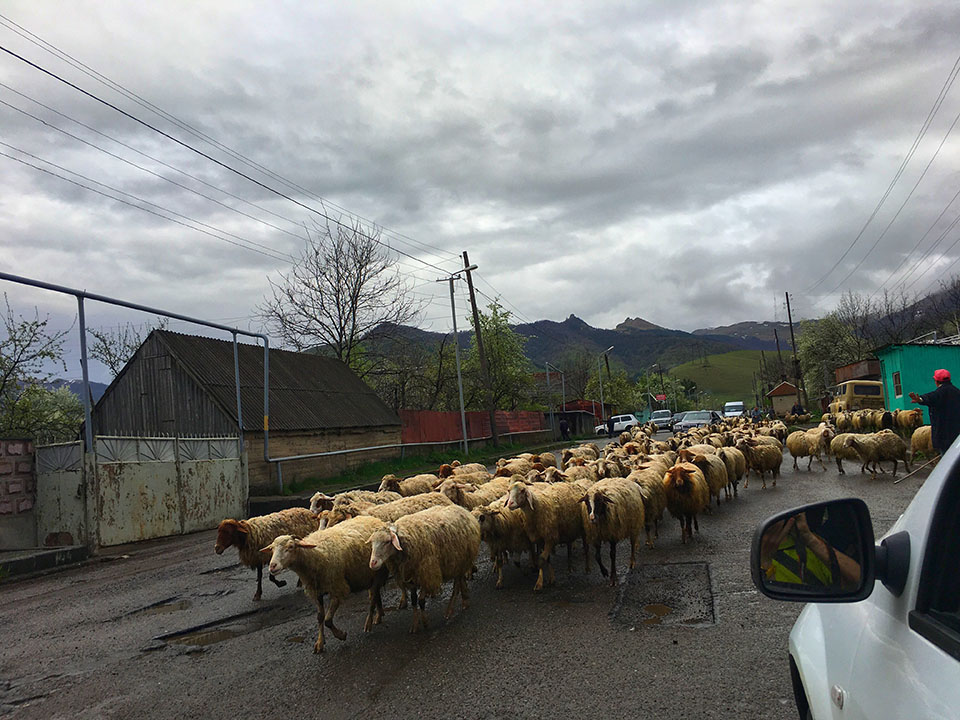 owce armenia twins on tour podroz