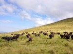 buffalo twins on tour