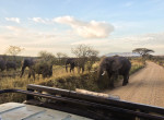 elefants safari twins on tour
