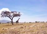 giraffe twins on tour safari
