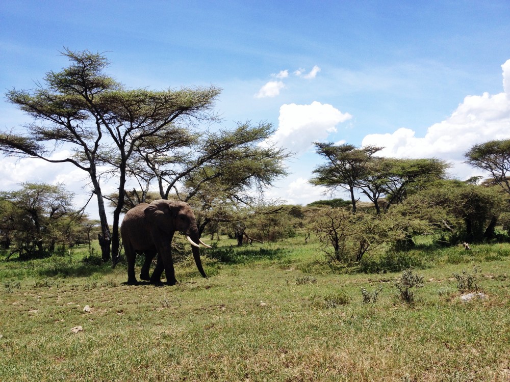 small elefant twins on tour safari