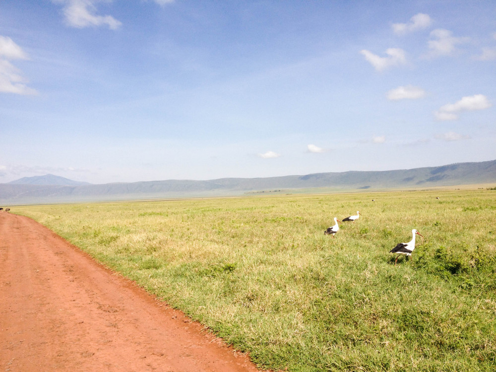 stork ngorongoro twins on tour